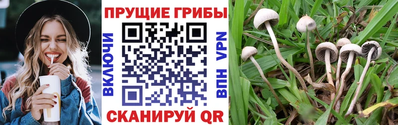 наркотики  Электросталь  Псилоцибиновые грибы прущие грибы 